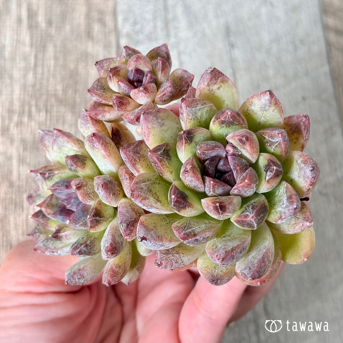 New Arrivals: Ice Green