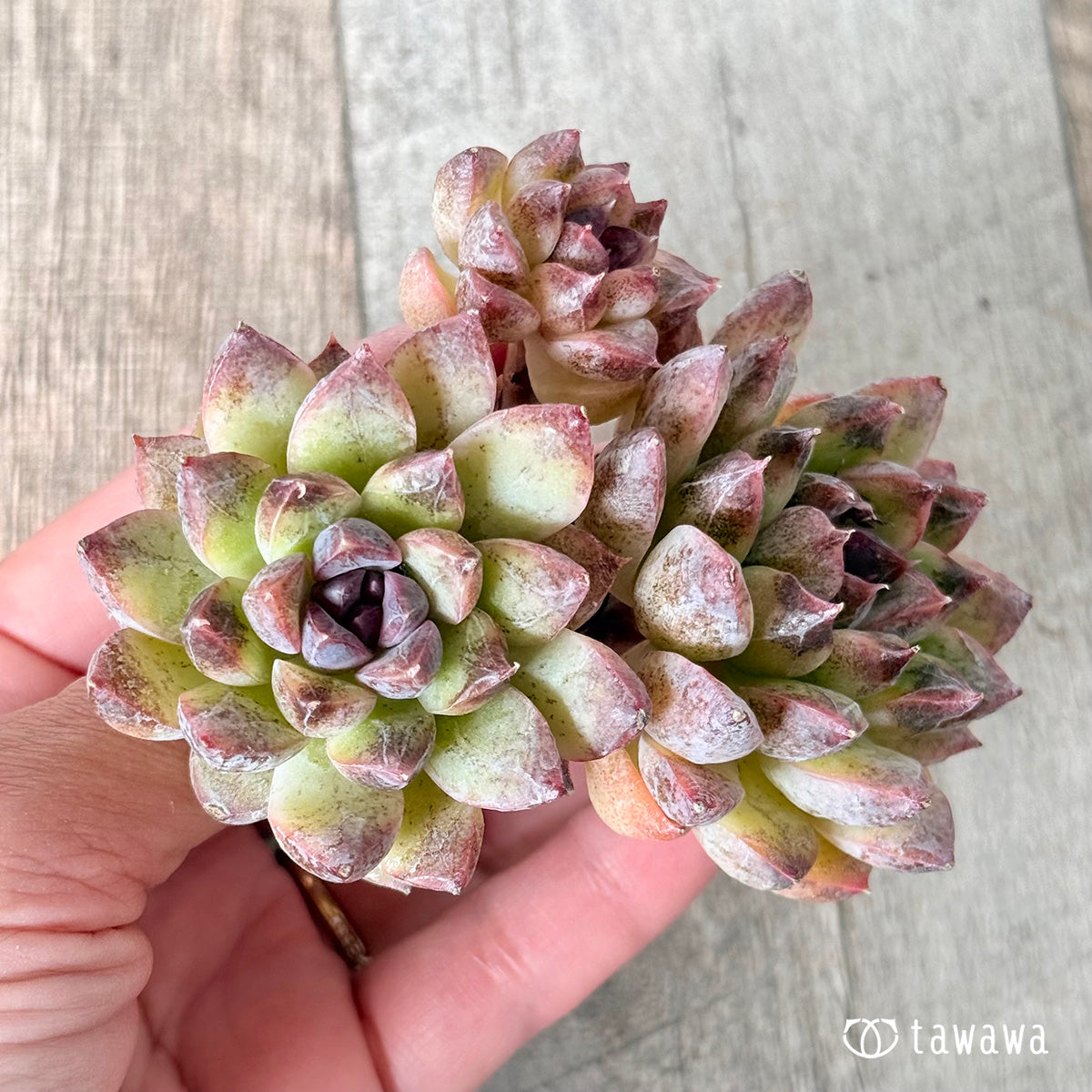 New Arrivals: Ice Green