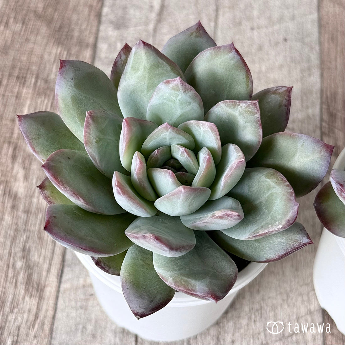 リップルラウイ(エアーマジック農園)【tawawaハウス苗】