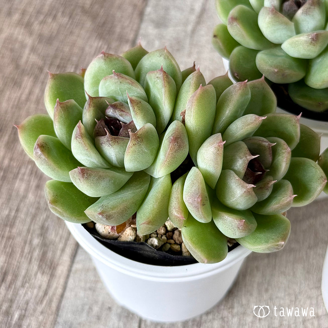 プラムチーク【tawawaハウス苗】