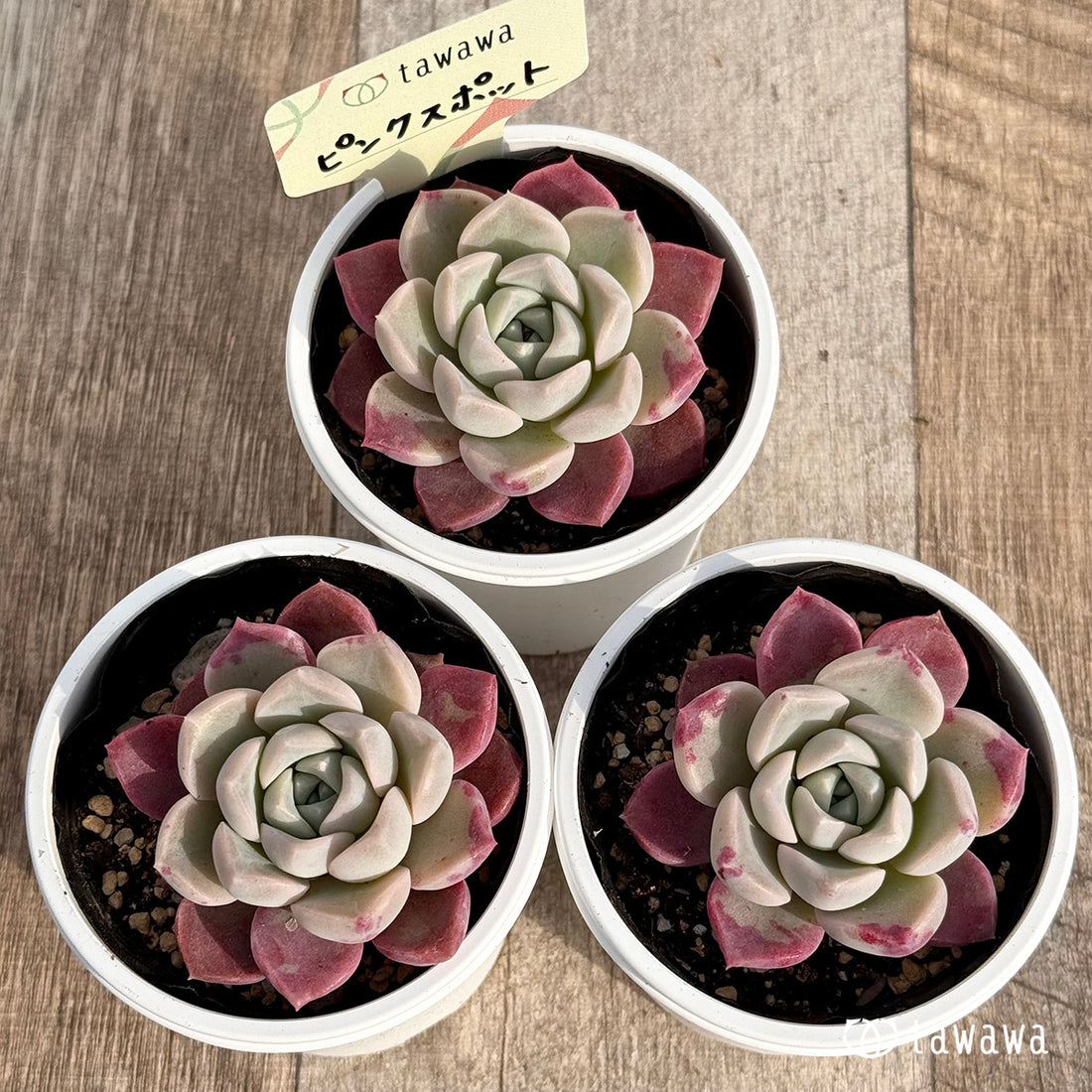 ピンクスポット 【tawawaハウス苗】