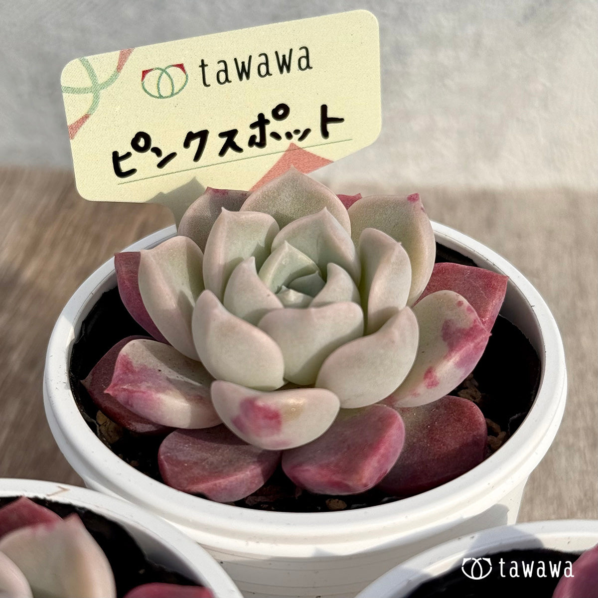 ピンクスポット 【tawawaハウス苗】
