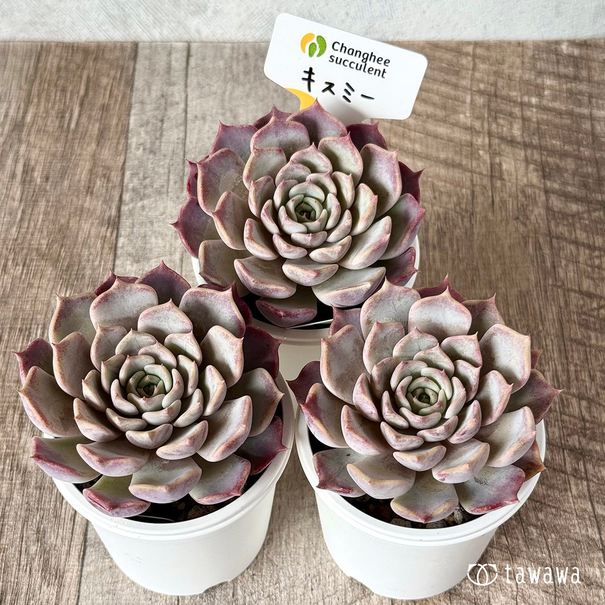 【チャンフィ苗@1980】キスミー(5頭) チャンフィ苗@1980】キスミー(5頭) チャンフィ苗@1980】キスミー