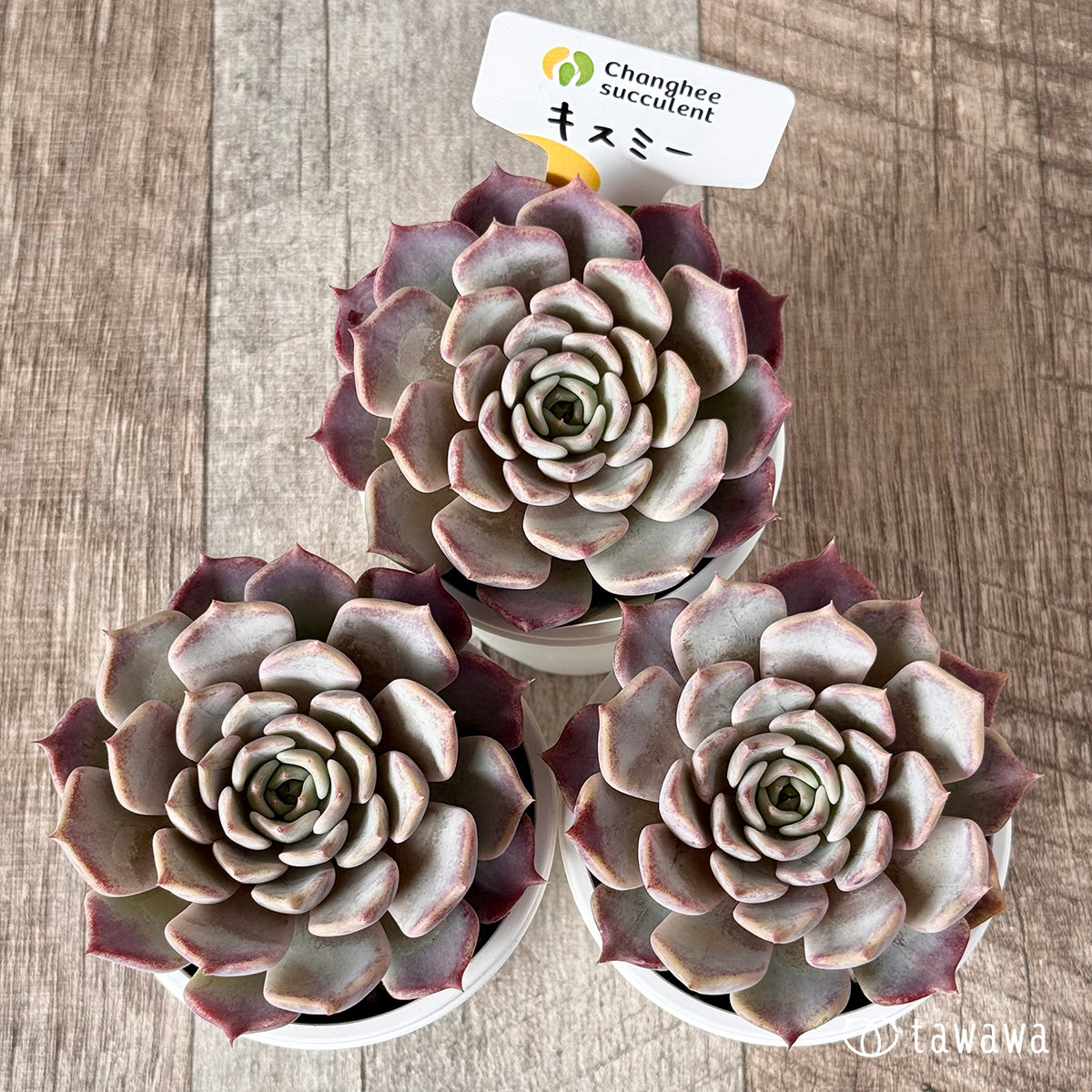 New Arrivals: Ice Green