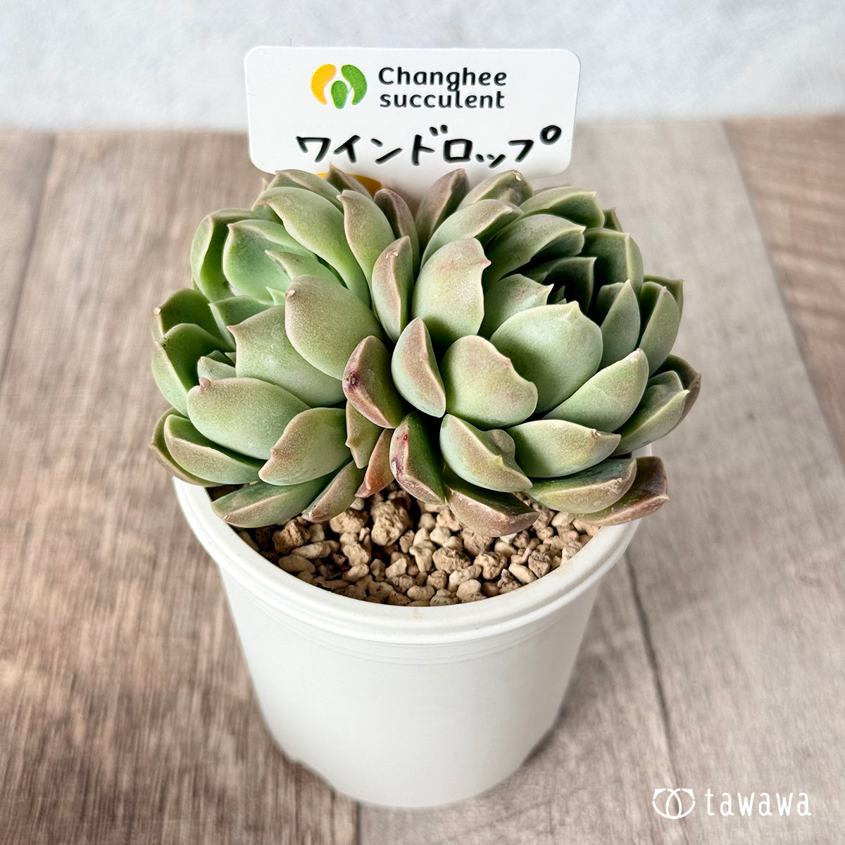 ワインドロップ【双頭苗】 (チャンヒー農園苗)