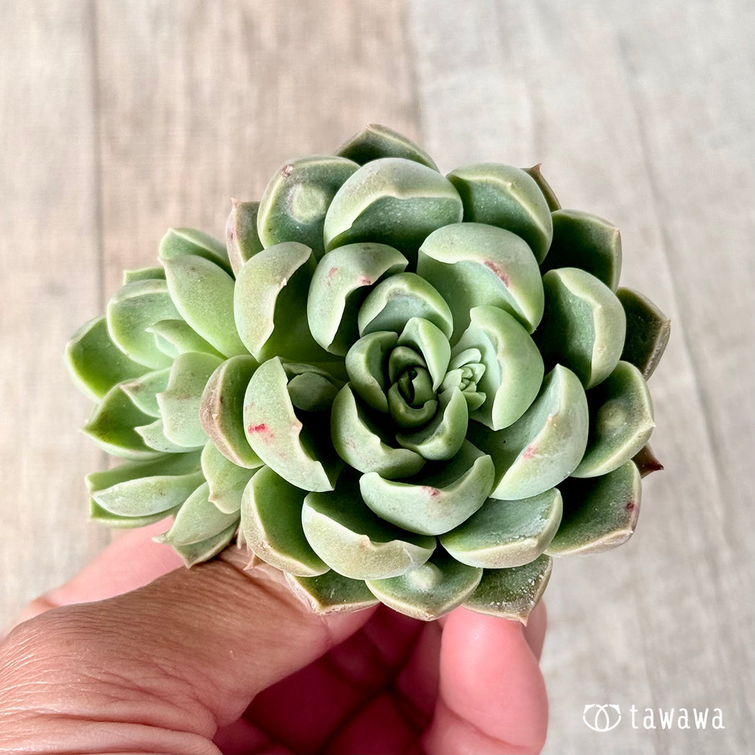 ワインドロップ【双頭苗】 (チャンヒー農園苗)