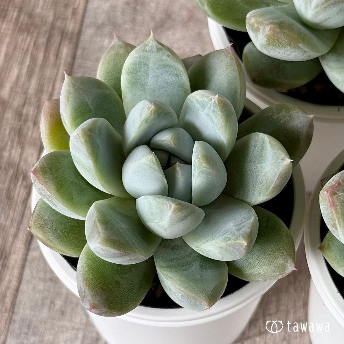 New Arrivals: Ice Green