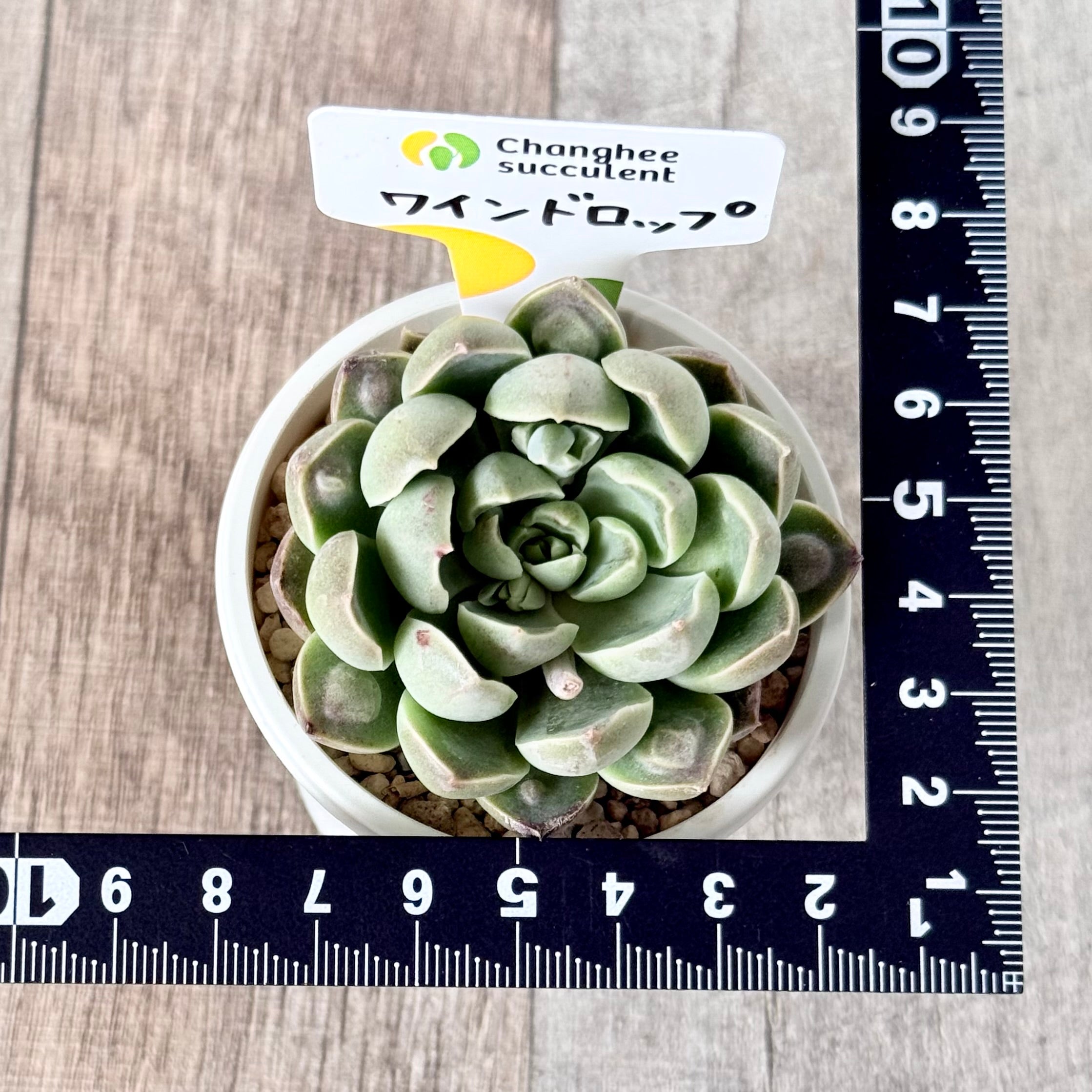 ワインドロップ【単頭苗】 (チャンヒー農園苗)