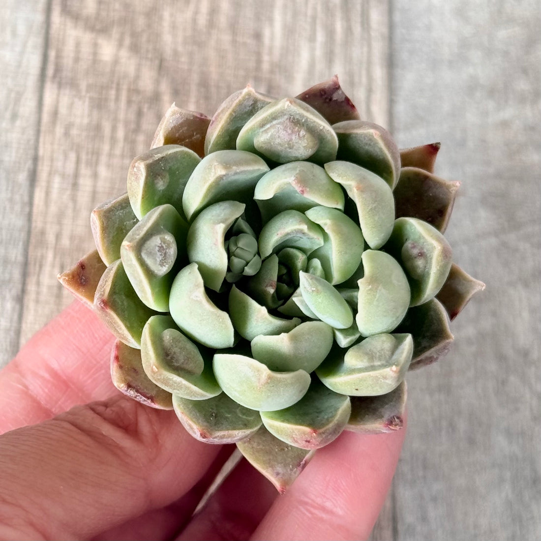 ワインドロップ【単頭苗】 (チャンヒー農園苗)