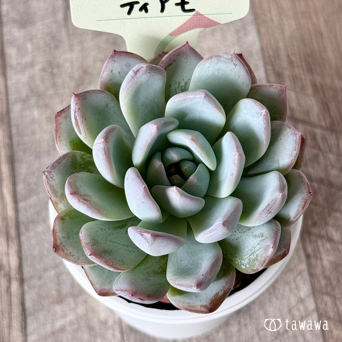 New Arrivals: Ice Green