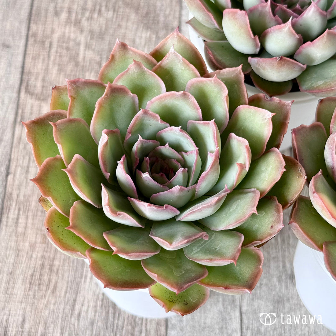 ハバナ(エアーマジック農園)【tawawaハウス苗】