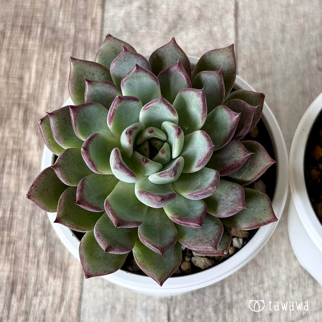 New Arrivals: Ice Green