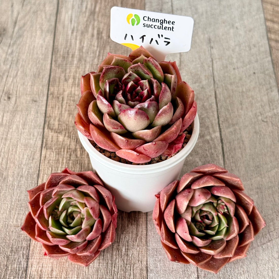 ハイバラ(チャンヒー農園苗)