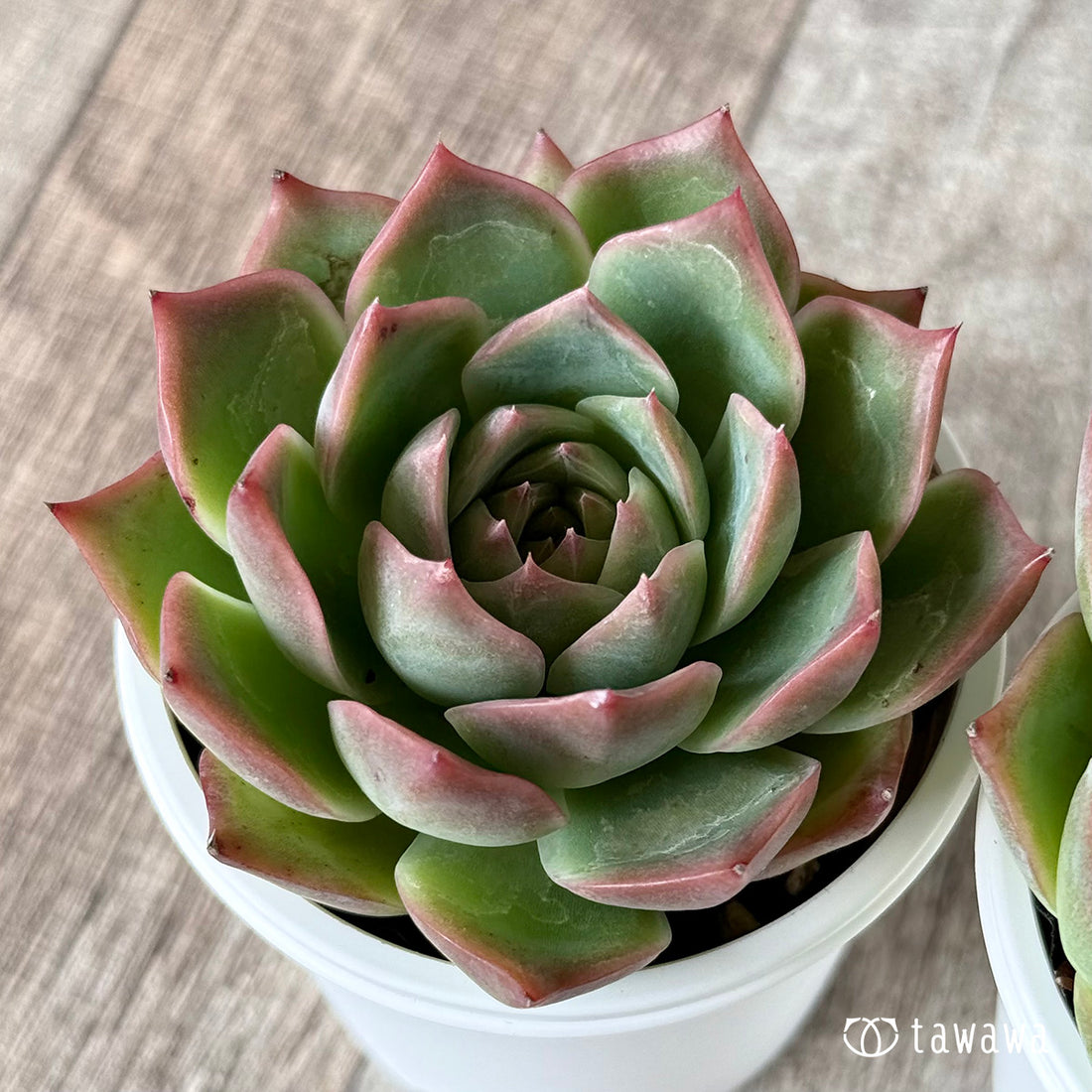 シルクハート(エアーマジック農園)【tawawaハウス苗】