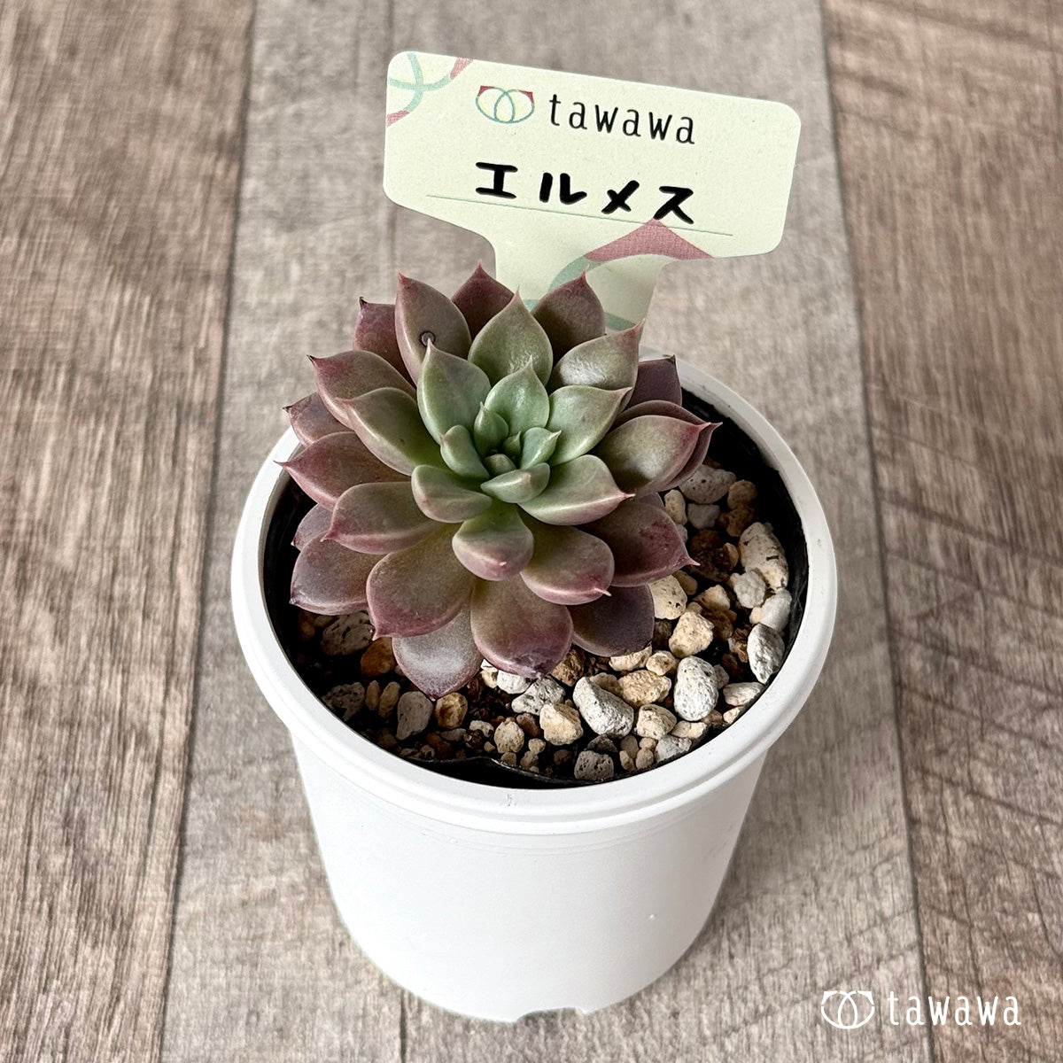 多肉植物　エルメス　韓国苗 多肉植物 エケベリア “エルメス” 美苗 韓国苗 抜き苗