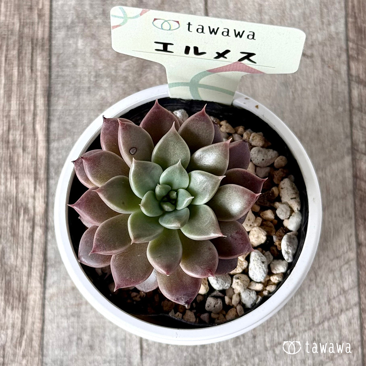 エルメス【tawawaハウス苗】