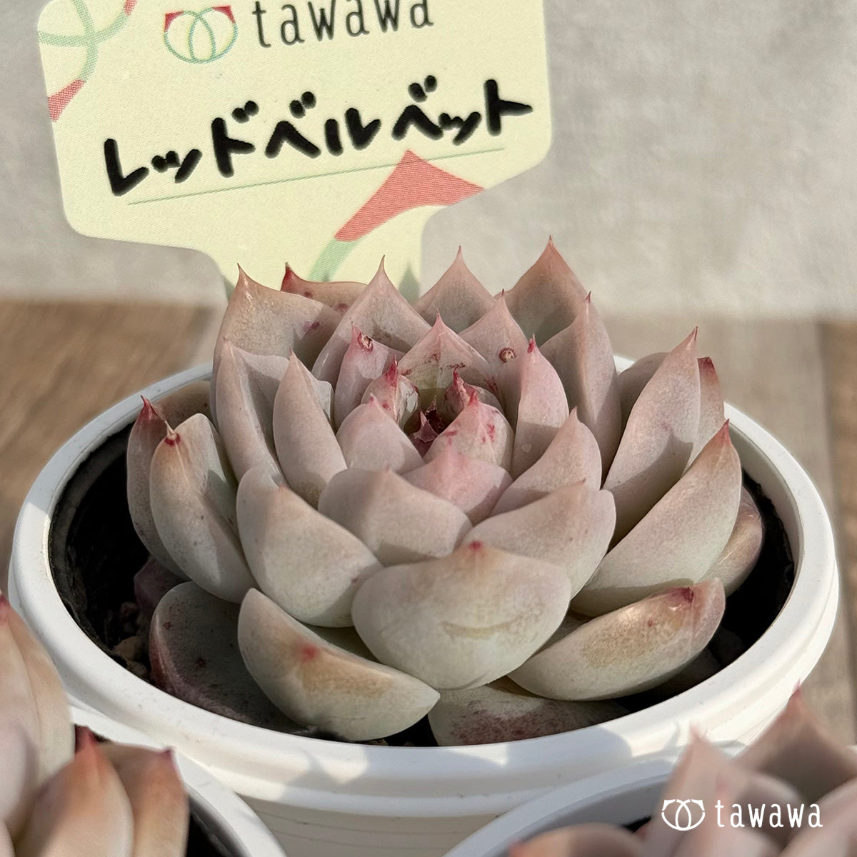 レッドベルベット 【tawawaハウス苗】