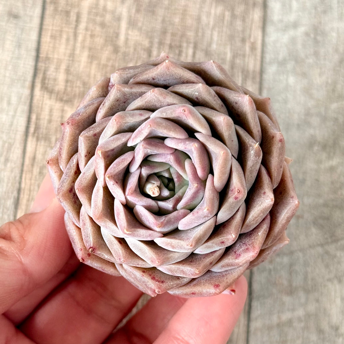 チャンヒーヒアリナ【ヒアリナ バンプ】(チャンヒー農園苗)