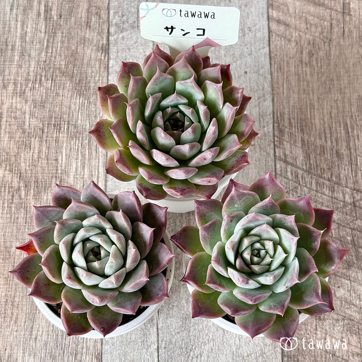 *新発売* サンコ(エアーマジック農園)【tawawaハウス苗】