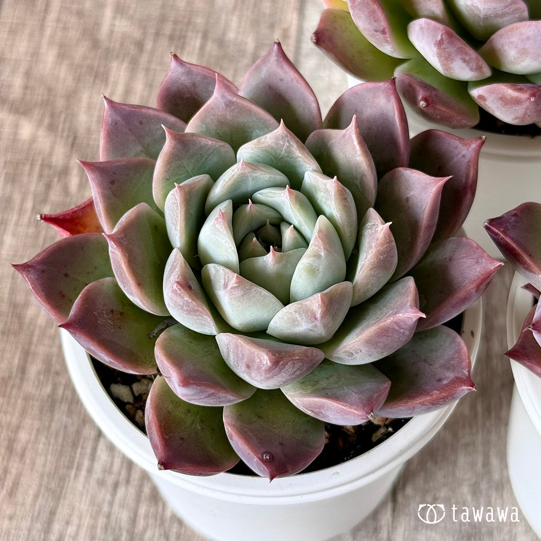 サンコ(エアーマジック農園)【tawawaハウス苗】