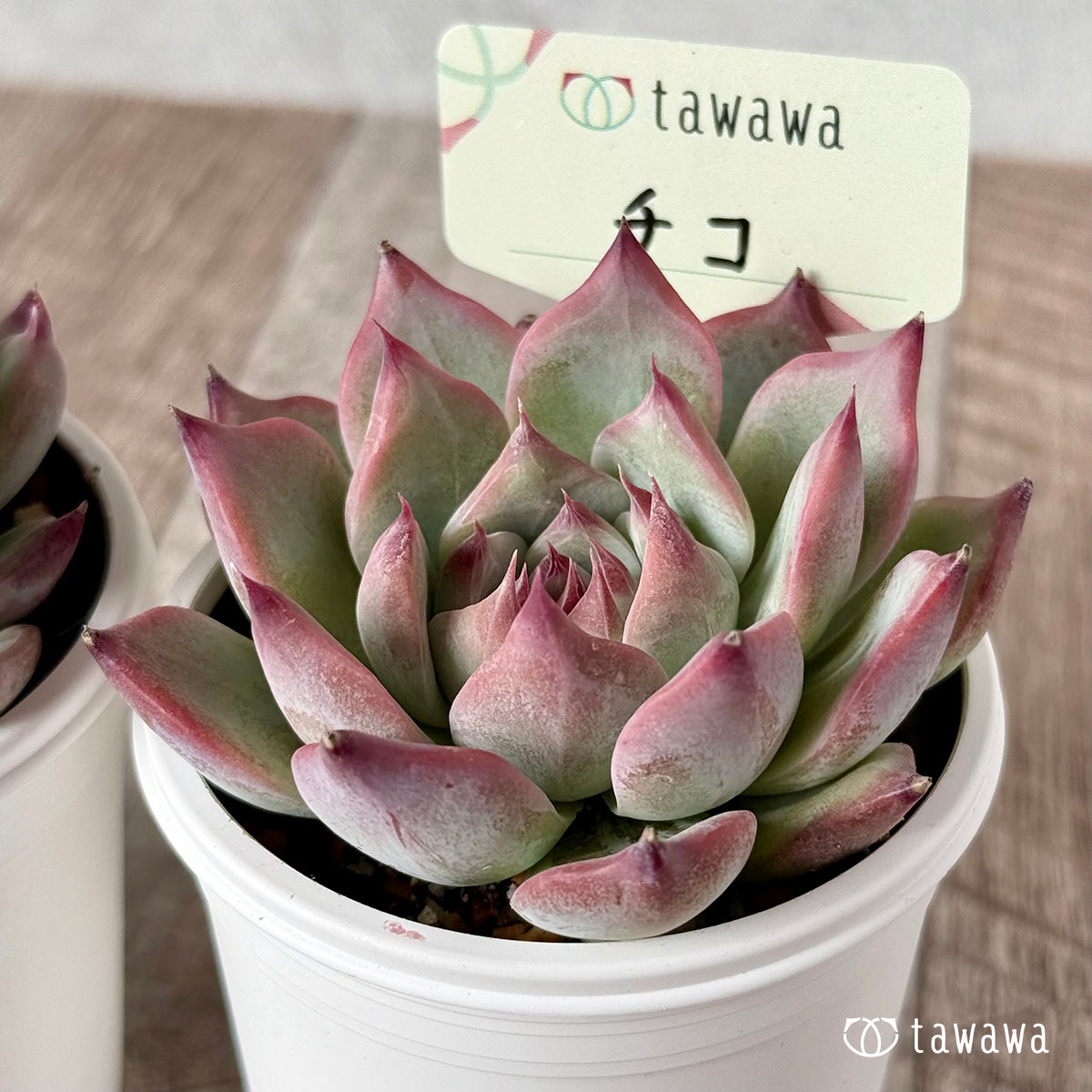 *新発売* チコ(エアーマジック農園)【tawawaハウス苗】