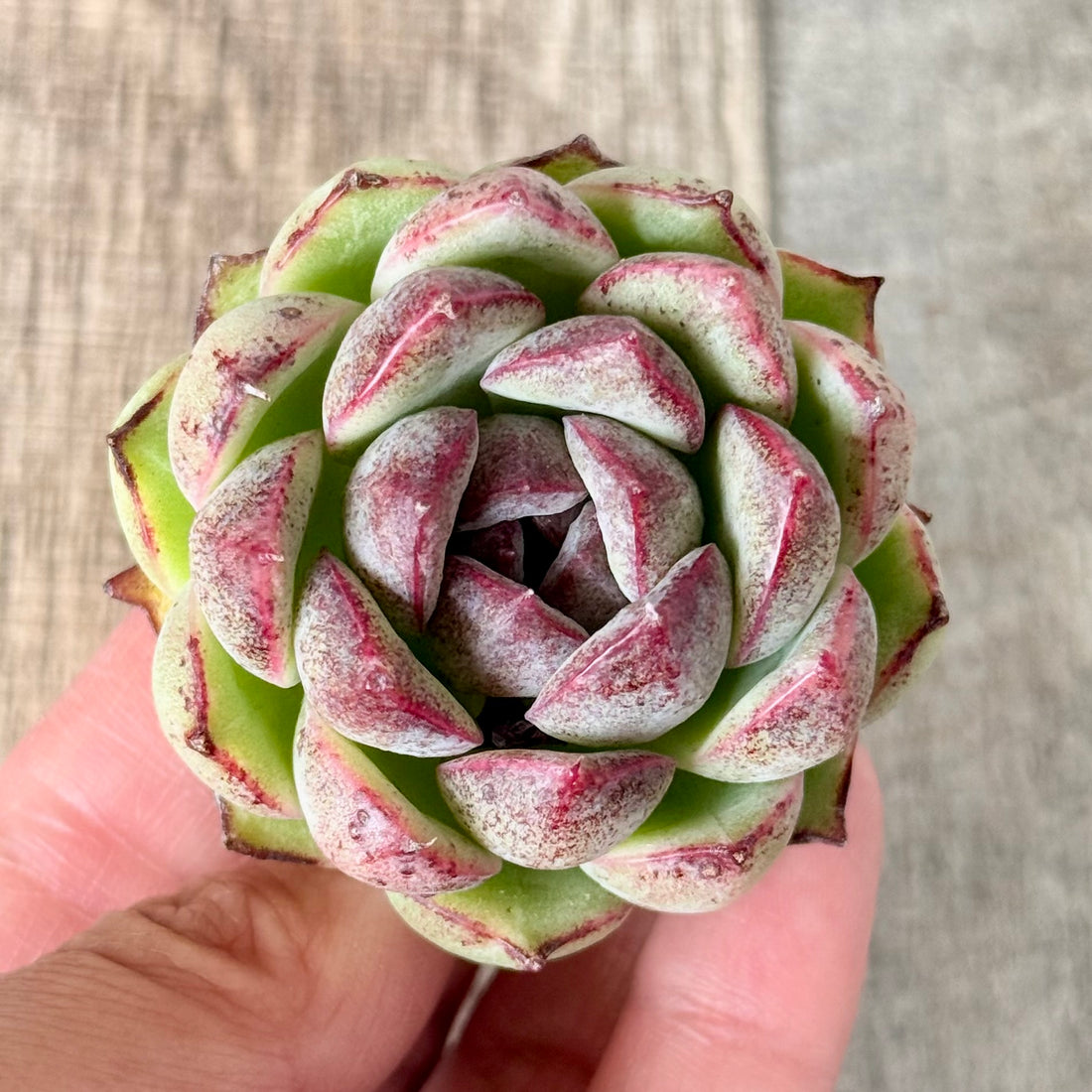 デレンベルギー×ブラッドマリア (チャンヒー農園苗)