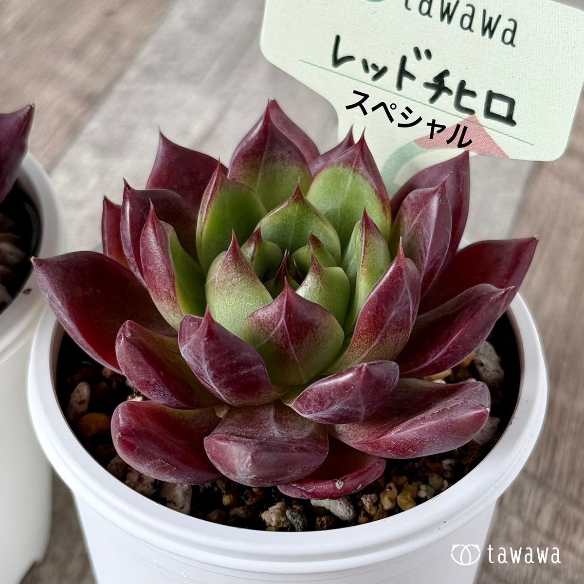 *新発売* レッドチヒロ スペシャル(エアーマジック農園)【tawawaハウス苗】