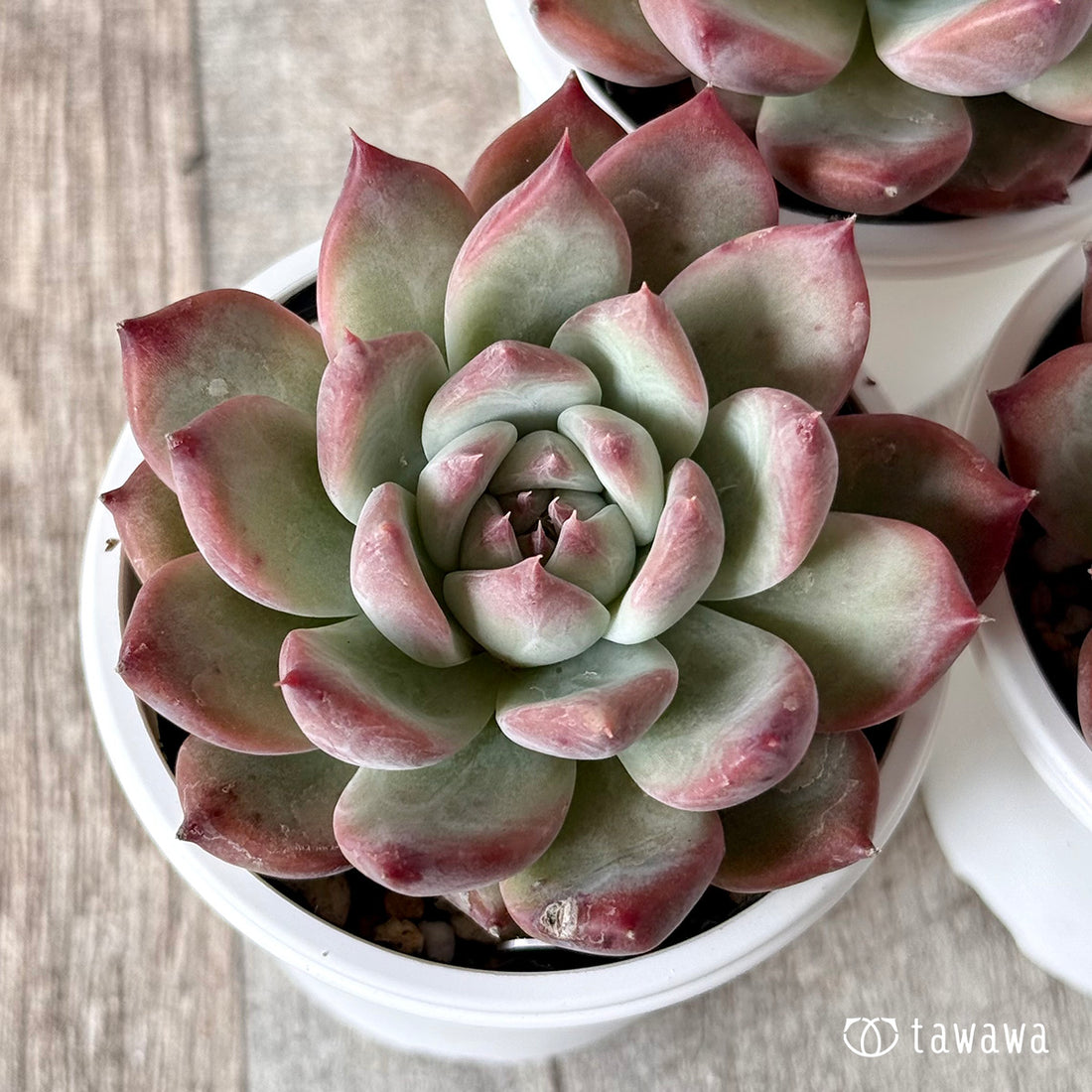 コロラータ(エアーマジック農園)【tawawaハウス苗】