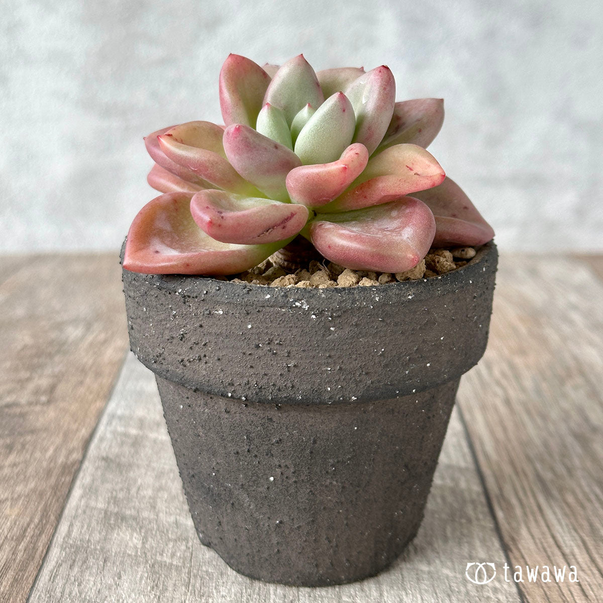 New Arrivals: Ice Green