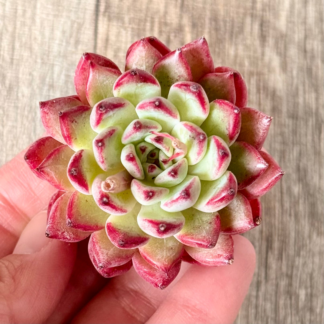 New Arrivals: Ice Green