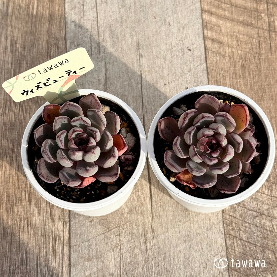 ウィズビューティー 【tawawaハウス苗】