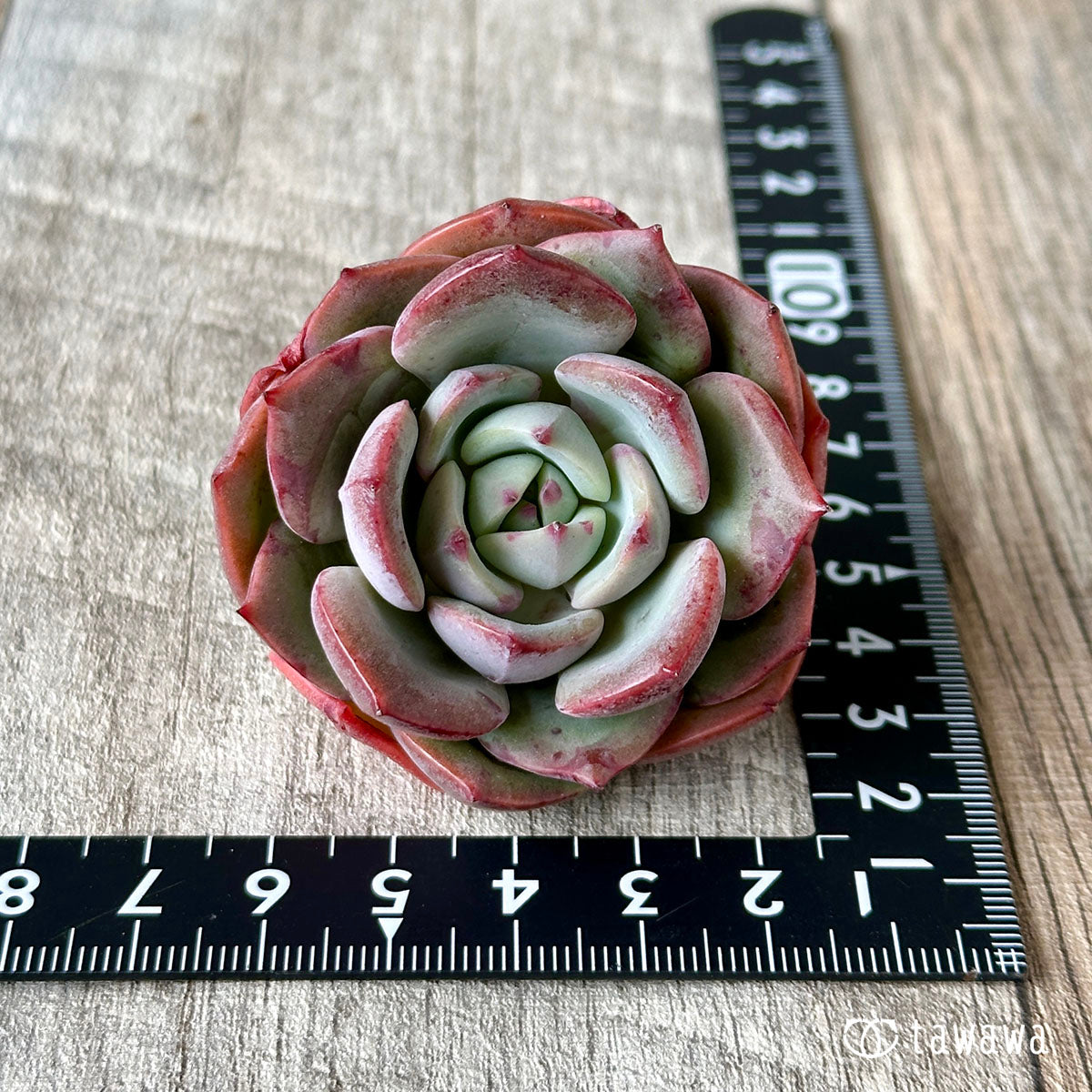 シャルモン(中サイズ)