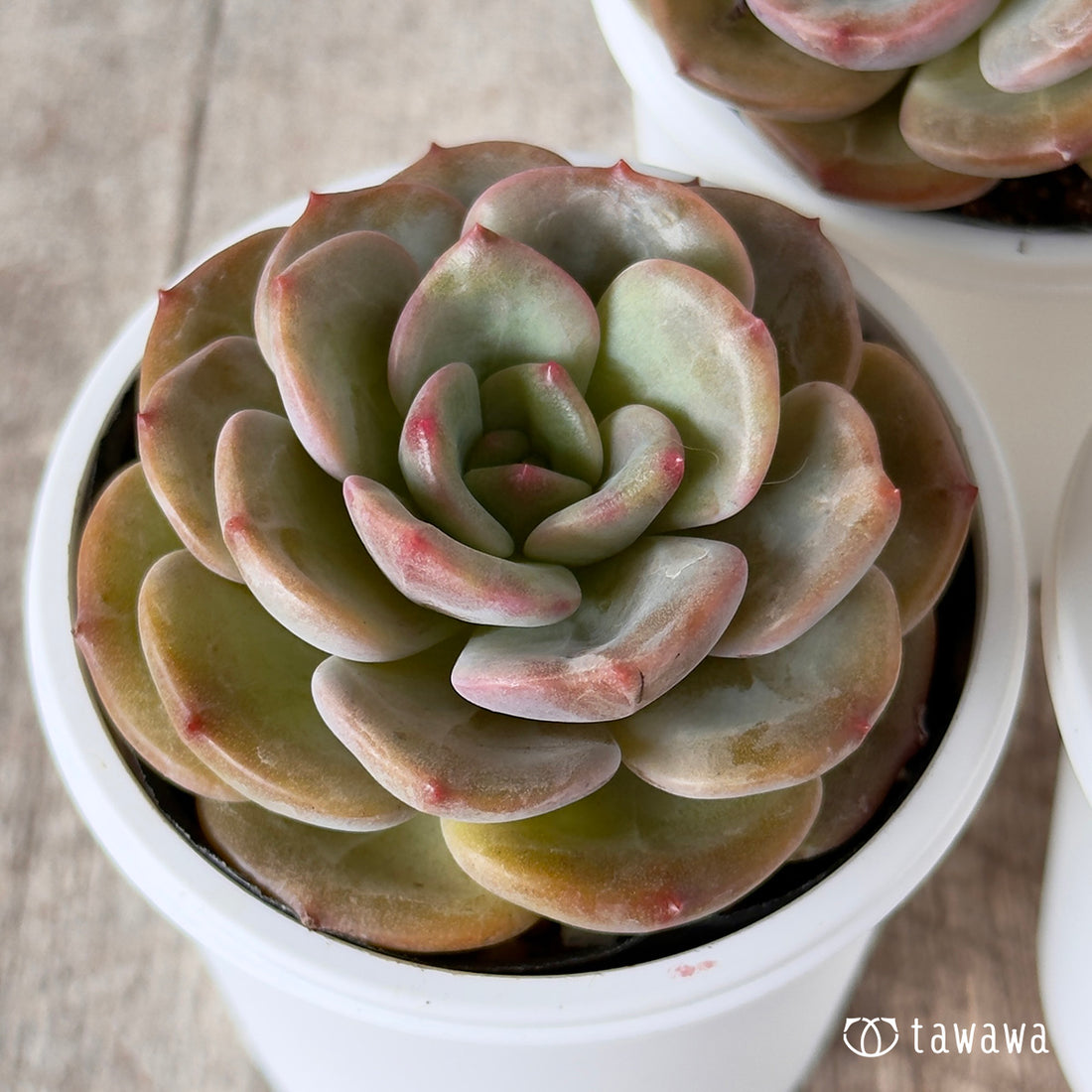 モンシリ【tawawaハウス苗】