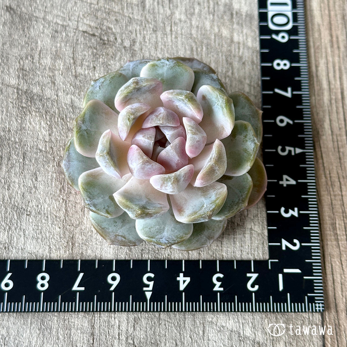 Tiny Burger