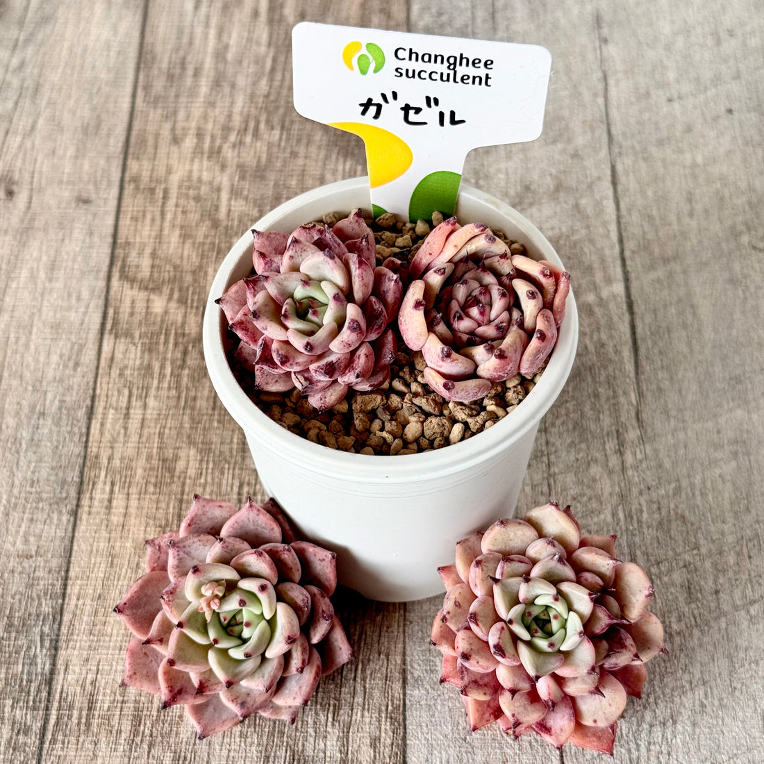 ガゼル(チャンヒー農園苗)