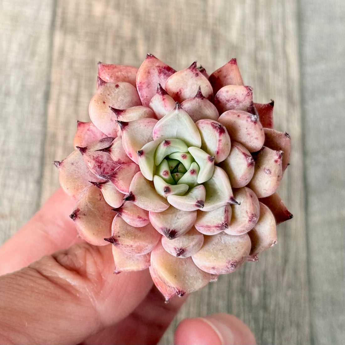 ガゼル(チャンヒー農園苗)