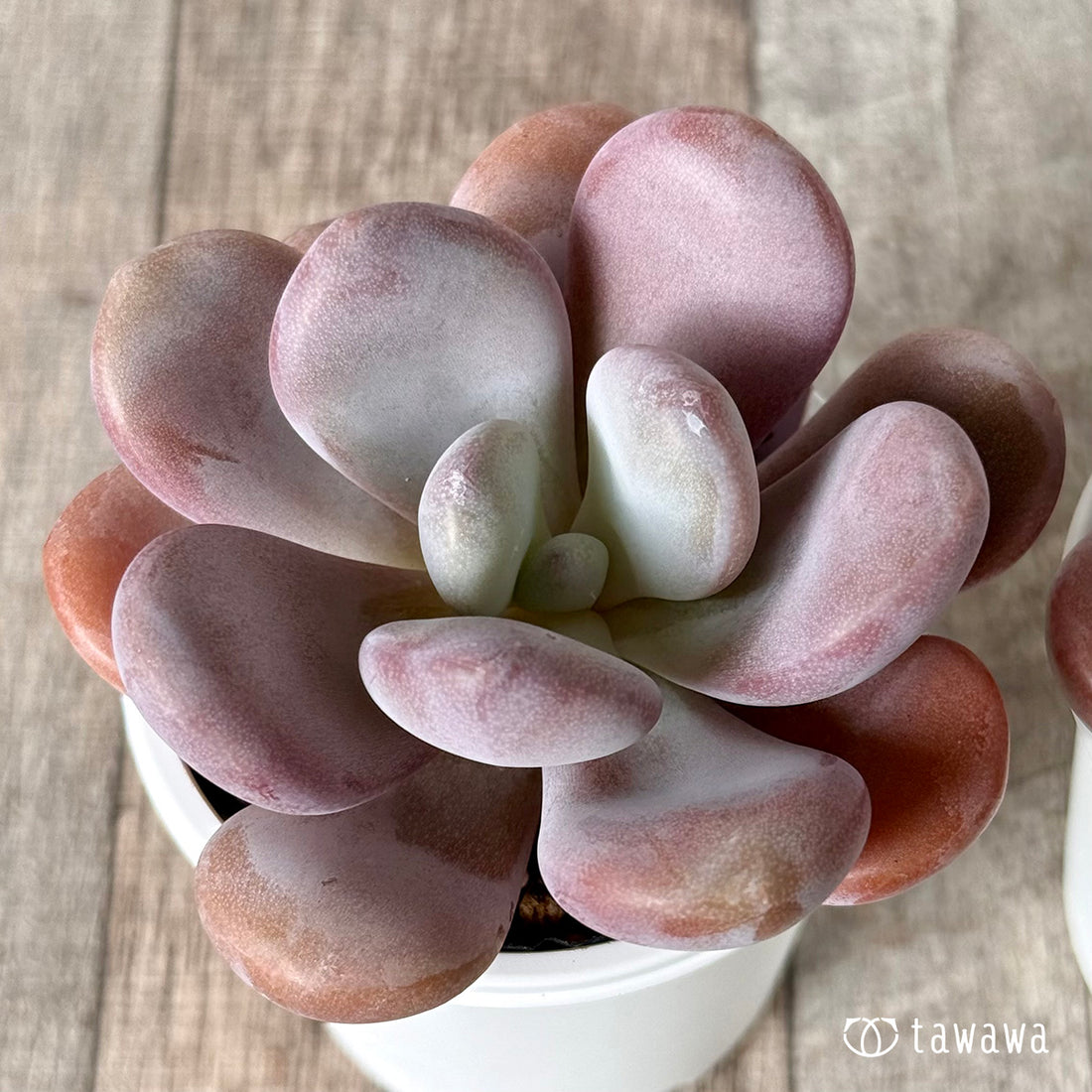 *新発売* ララ【tawawaハウス苗】