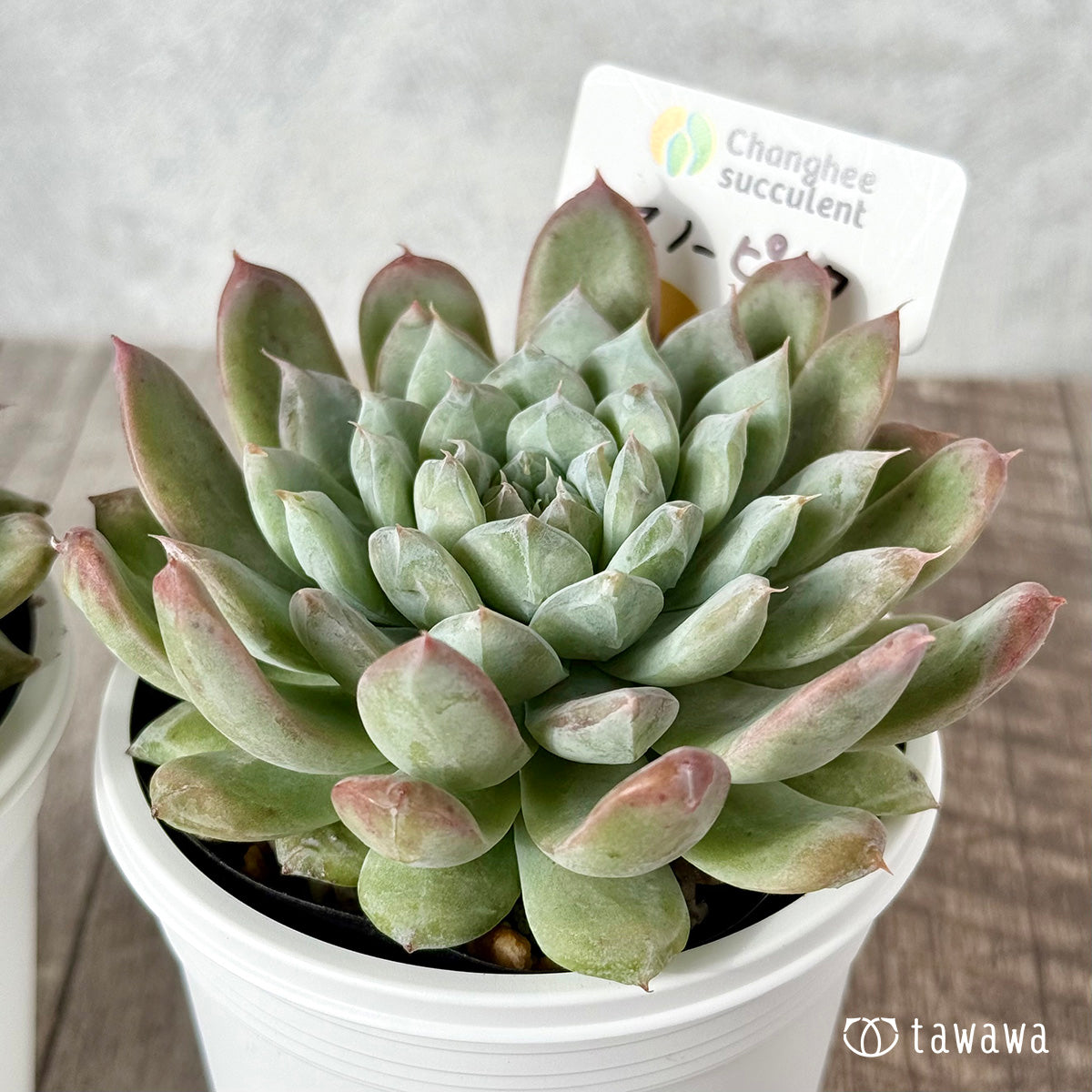 New Arrivals: Ice Green