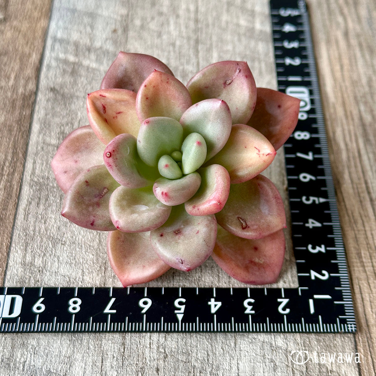 New Arrivals: Ice Green