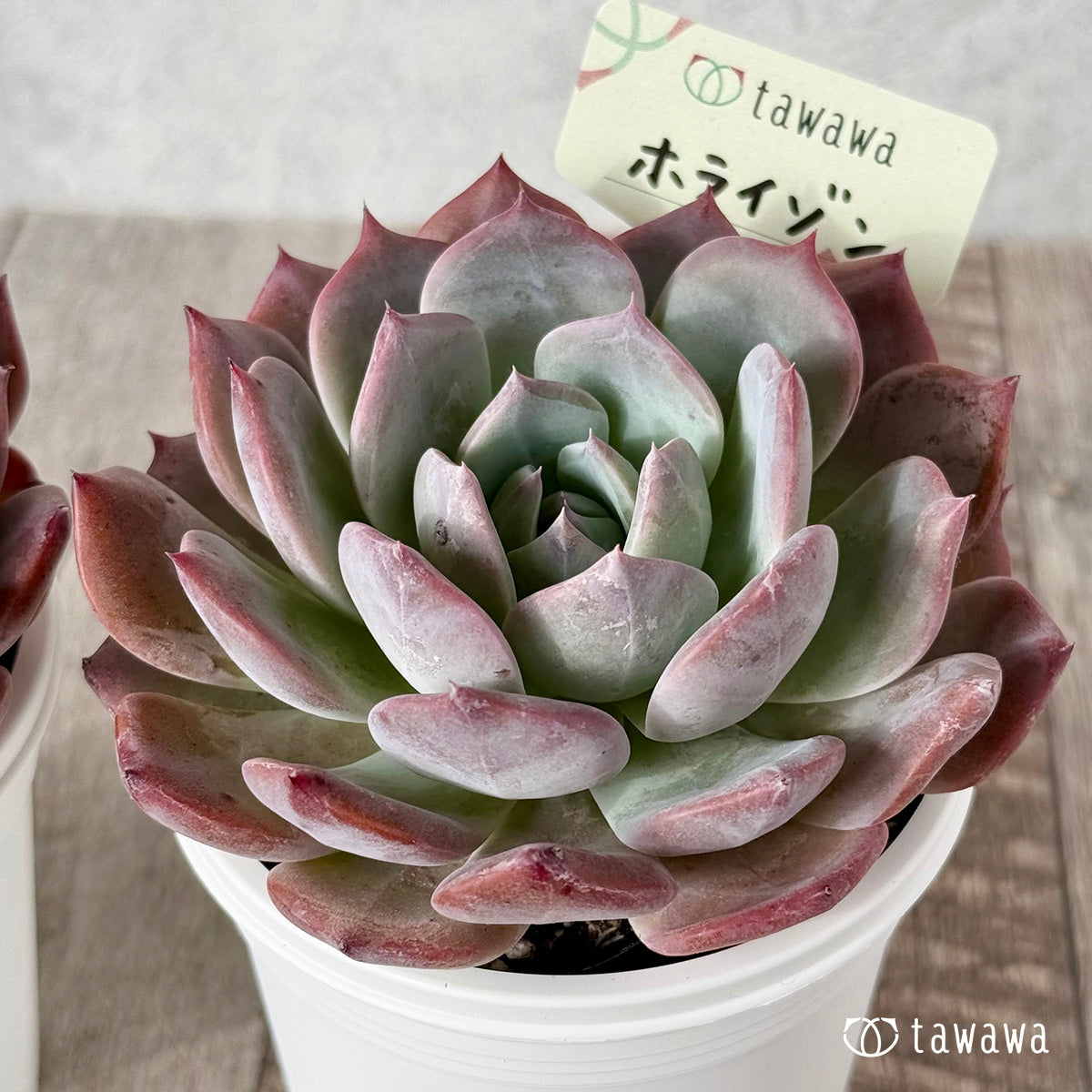 *新発売* ホライゾン【tawawaハウス苗】(7.5cmポット)
