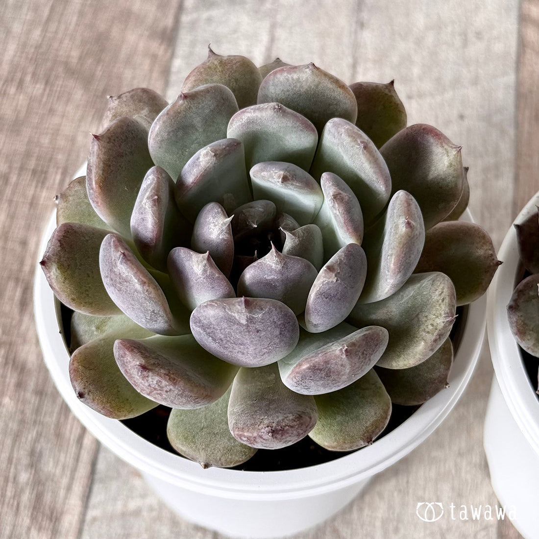 サラブラック(チャンヒー農園)【tawawaハウス苗】(7.5cmポット)