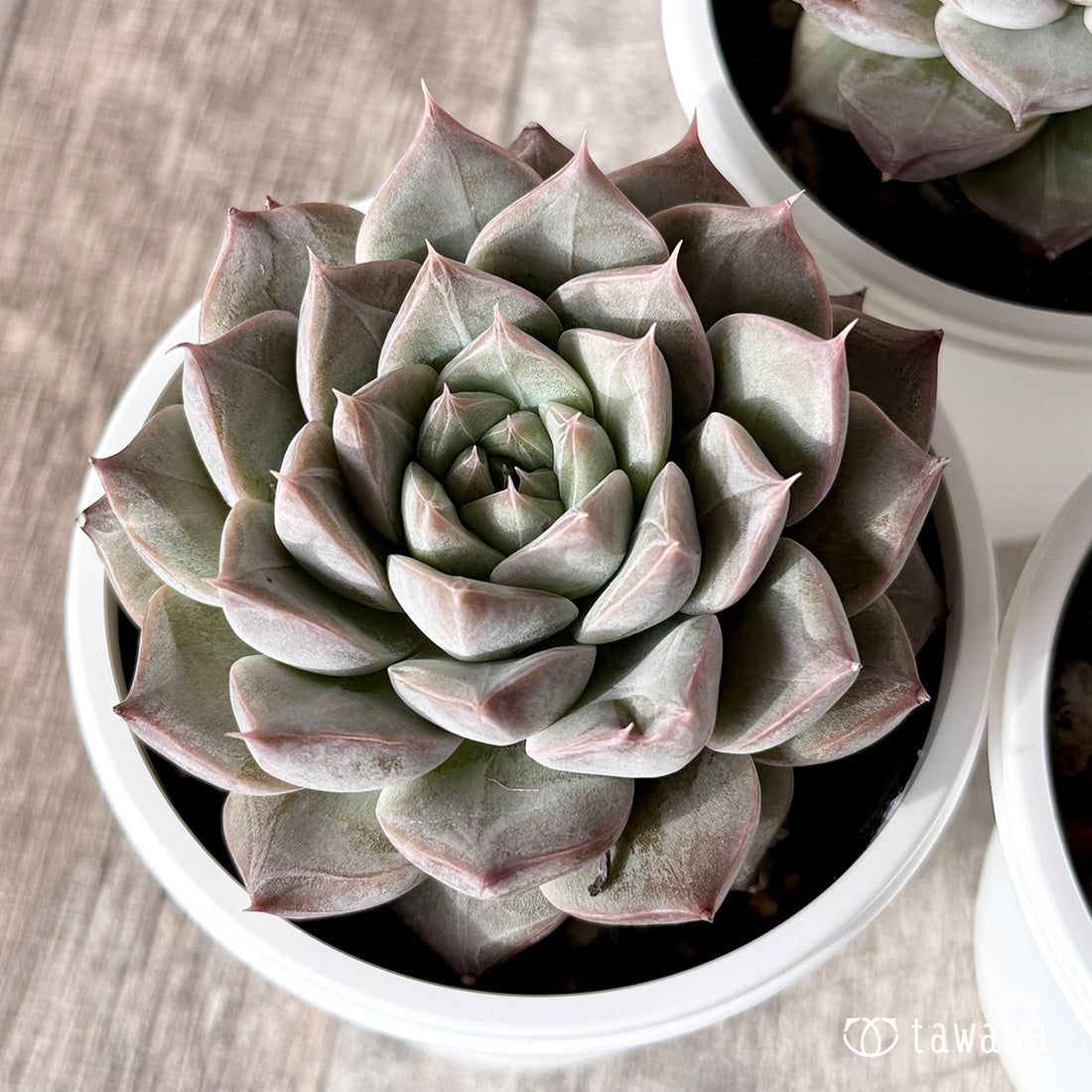 チェリエン【tawawaハウス苗】(7.5cmポット)