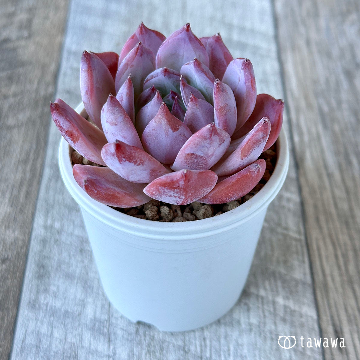 colorata