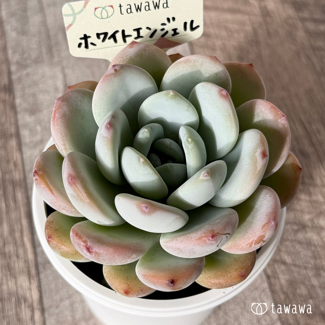 ホワイトエンジェル【tawawaハウス苗】(7.5cmポット)