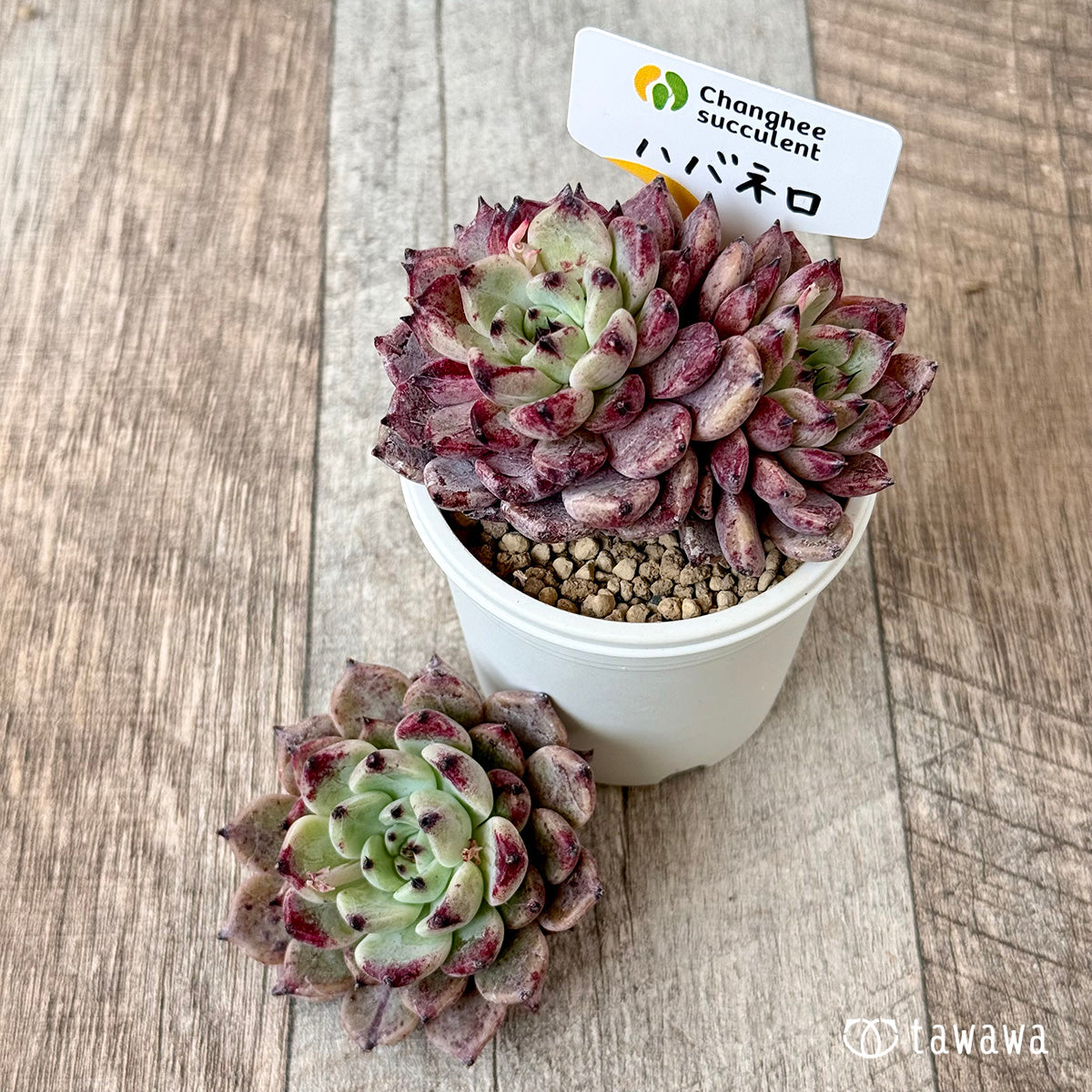 New Arrivals: Ice Green