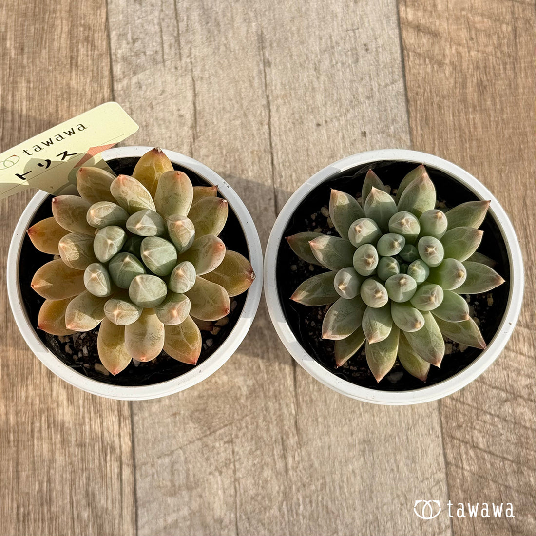 トリス 【tawawaハウス苗】