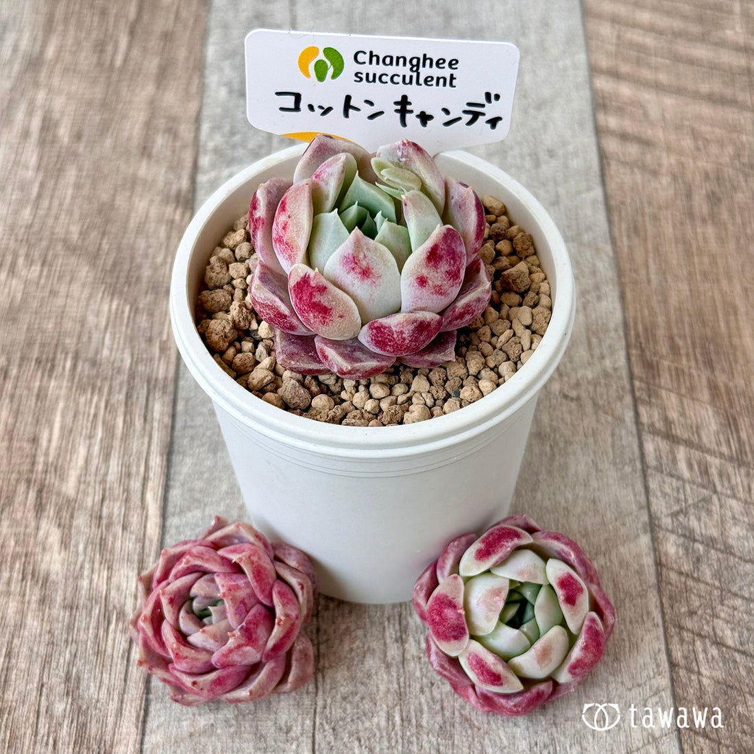 コットンキャンディ(チャンヒー農園苗)