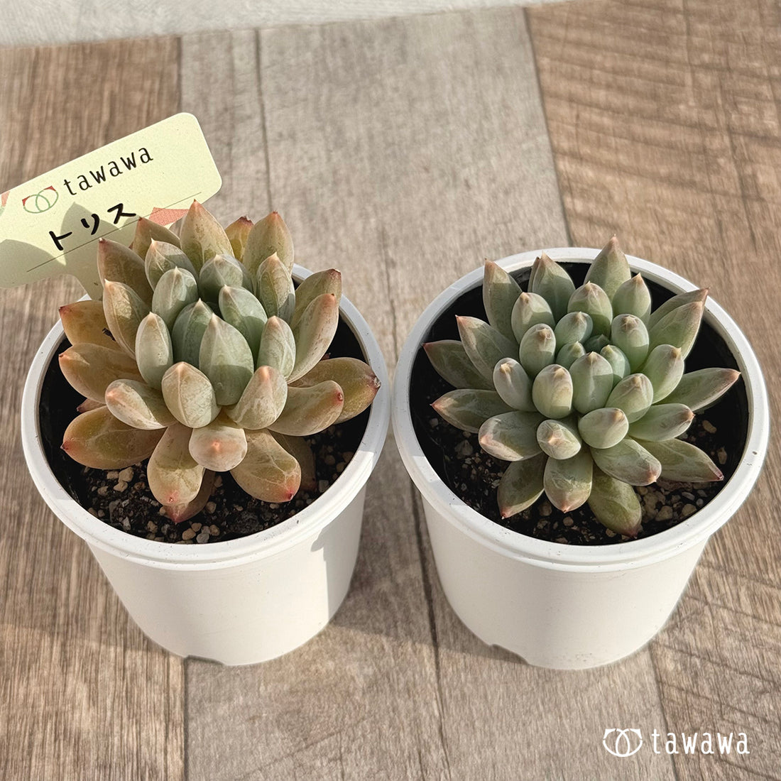 トリス 【tawawaハウス苗】