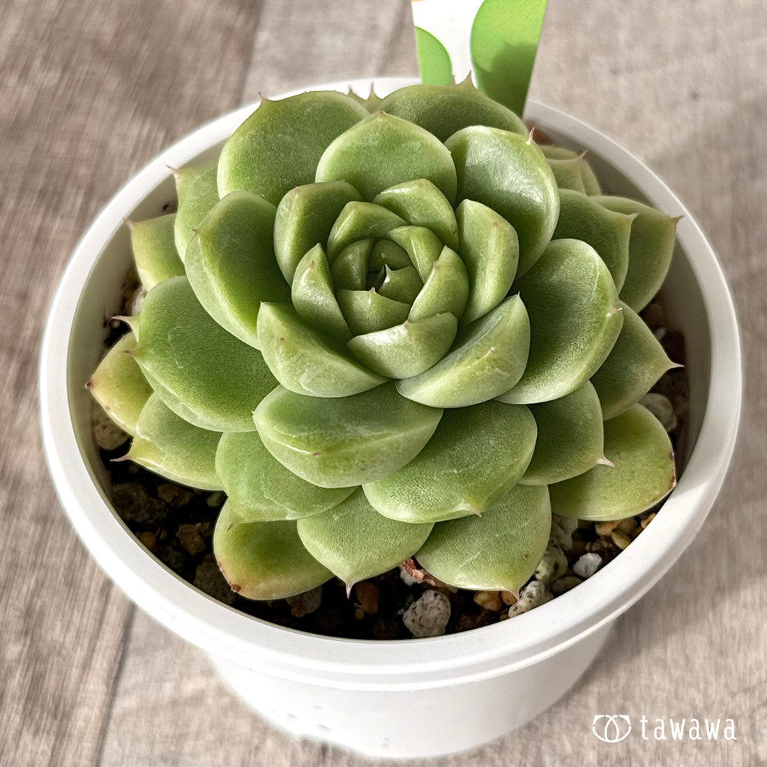 New Arrivals: Ice Green