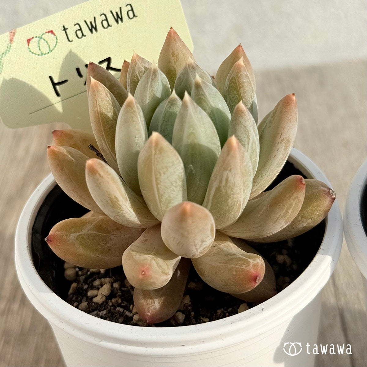トリス 【tawawaハウス苗】
